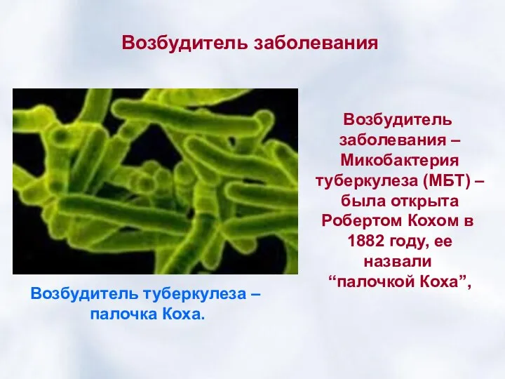 Возбудитель заболевания Возбудитель заболевания – Микобактерия туберкулеза (МБТ) – была открыта