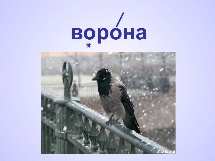 ворона ✷