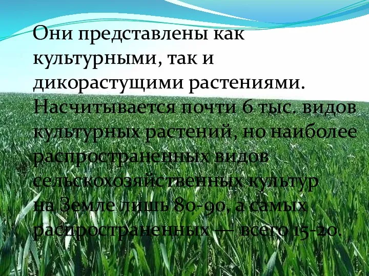 Они представлены как культурными, так и дикорастущими растениями. Насчитывается почти 6