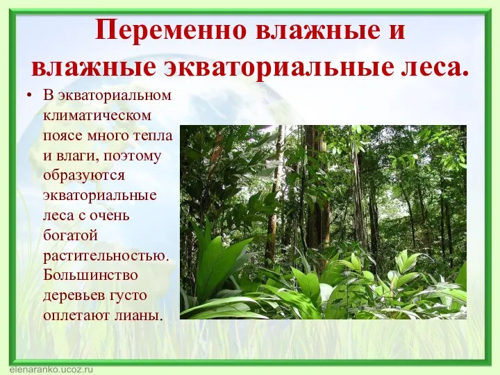 Переменно влажные и влажные экваториальные леса. В экваториальном климатическом поясе много