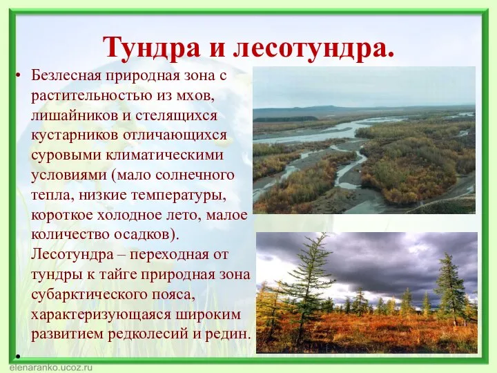 Тундра и лесотундра. Безлесная природная зона с растительностью из мхов, лишайников