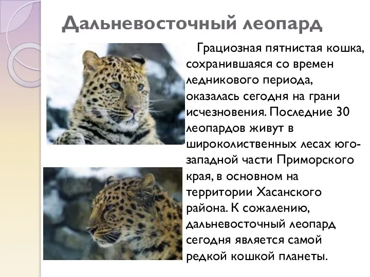 Дальневосточный леопард Грациозная пятнистая кошка, сохранившаяся со времен ледникового периода, оказалась