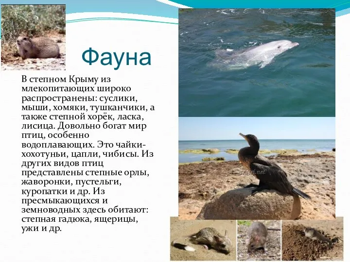 Фауна В степном Крыму из млекопитающих широко распространены: суслики, мыши, хомяки,