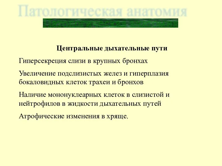 Патологическая анатомия Центральные дыхательные пути Гиперсекреция слизи в крупных бронхах Увеличение