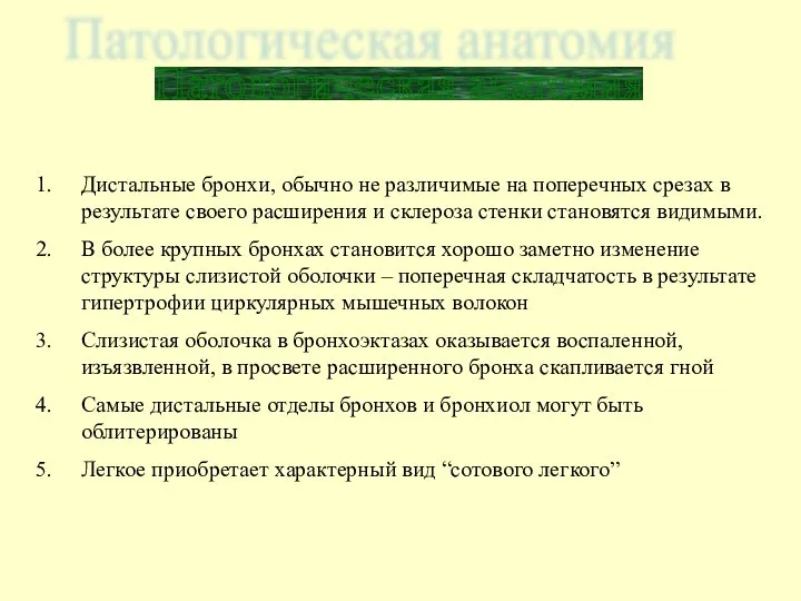 Дистальные бронхи, обычно не различимые на поперечных срезах в результате своего