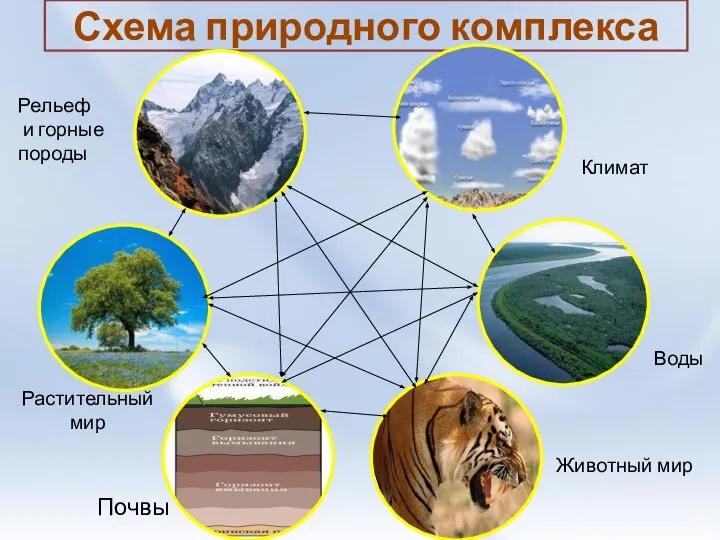 Схема природного комплекса Климат Воды Животный мир Почвы Растительный мир Рельеф и горные породы