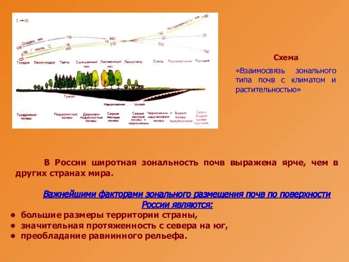 В России широтная зональность почв выражена ярче, чем в других странах