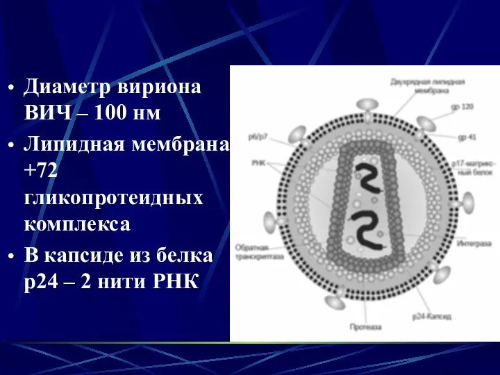 Диаметр вириона ВИЧ – 100 нм Липидная мембрана +72 гликопротеидных комплекса