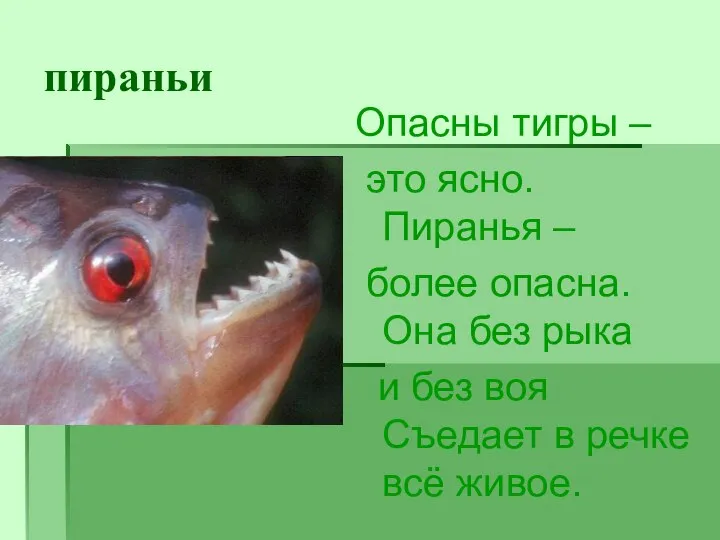 пираньи Опасны тигры – это ясно. Пиранья – более опасна. Она