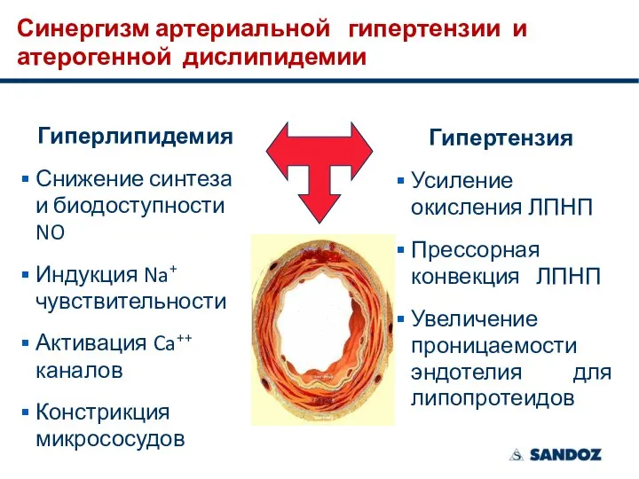 Синергизм артериальной гипертензии и атерогенной дислипидемии Гиперлипидемия Снижение синтеза и биодоступности