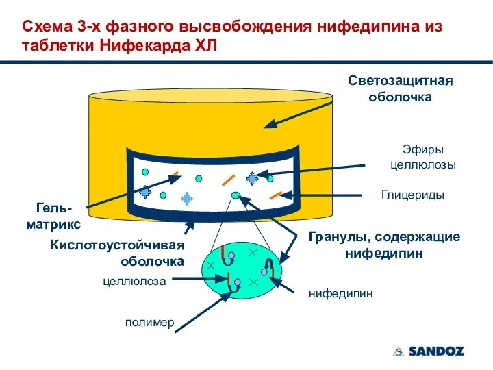 Схема 3-х фазного высвобождения нифедипина из таблетки Нифекарда ХЛ