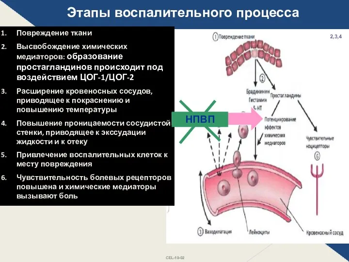 Этапы воспалительного процесса Повреждение ткани Высвобождение химических медиаторов: образование простагландинов происходит