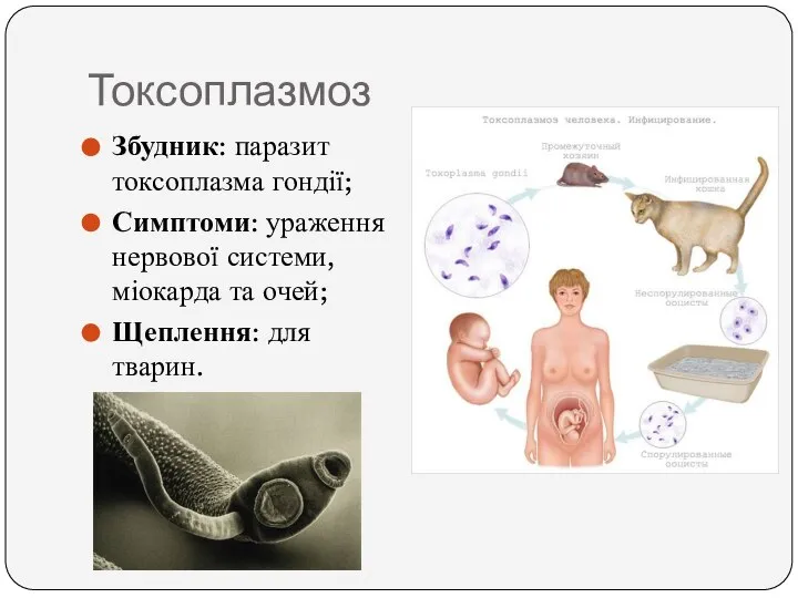 Токсоплазмоз Збудник: паразит токсоплазма гондії; Симптоми: ураження нервової системи, міокарда та очей; Щеплення: для тварин.