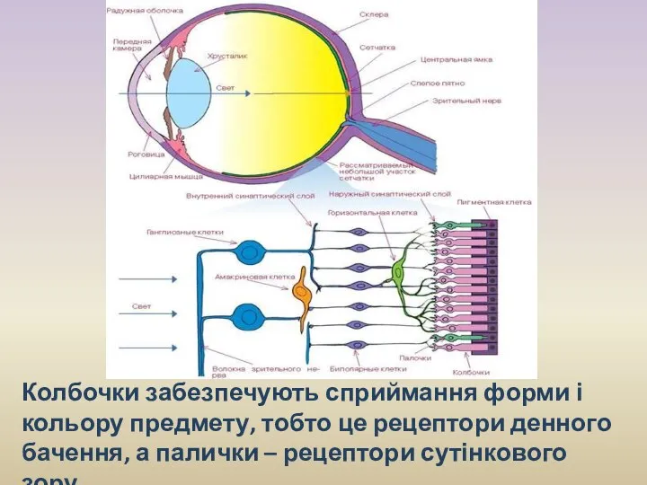 Колбочки забезпечують сприймання форми і кольору предмету, тобто це рецептори денного