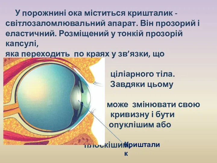 У порожнині ока міститься кришталик - світлозаломлювальний апарат. Він прозорий і