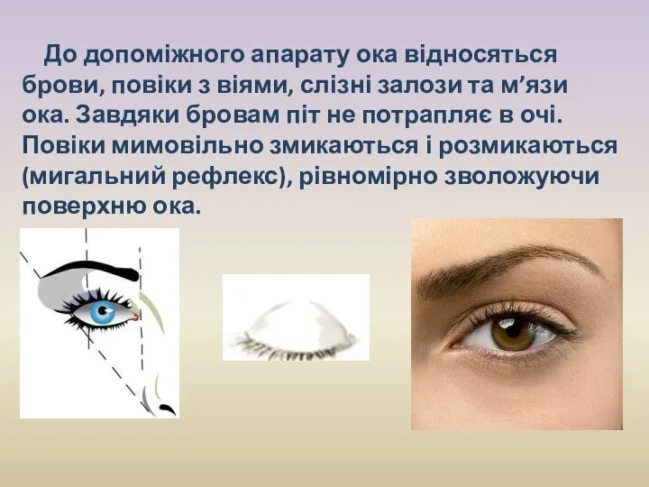 До допоміжного апарату ока відносяться брови, повіки з віями, слізні залози