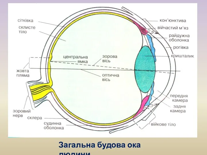 Загальна будова ока людини