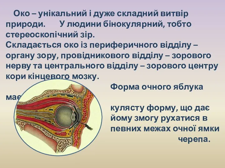 Око – унікальний і дуже складний витвір природи. У людини бінокулярний,