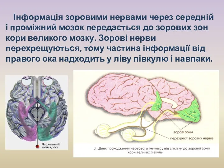 Інформація зоровими нервами через середній і проміжний мозок передається до зорових