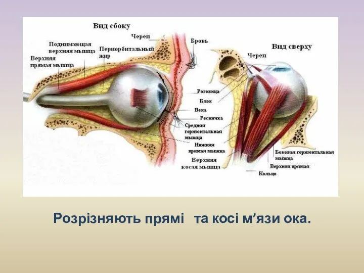 Розрізняють прямі та косі м’язи ока. Завдяки м’язам око постійно рухається в очній ямці.