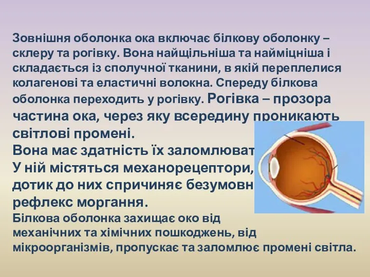 Зовнішня оболонка ока включає білкову оболонку – склеру та рогівку. Вона