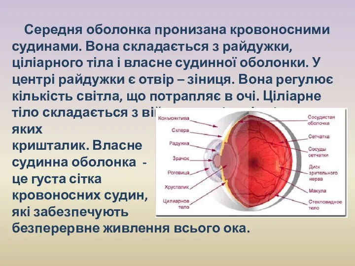 Середня оболонка пронизана кровоносними судинами. Вона складається з райдужки, ціліарного тіла