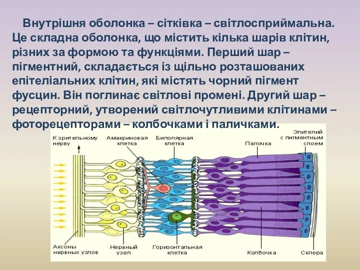 Внутрішня оболонка – сітківка – світлосприймальна. Це складна оболонка, що містить