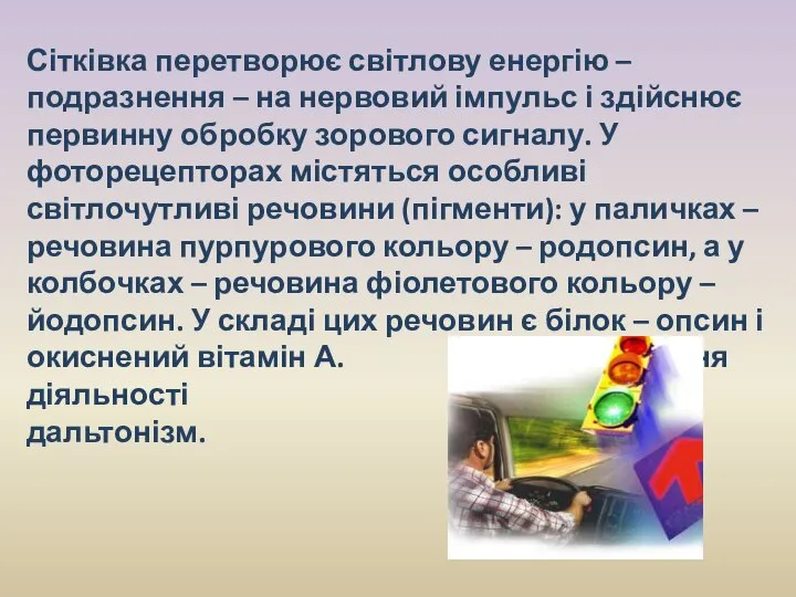 Сітківка перетворює світлову енергію – подразнення – на нервовий імпульс і