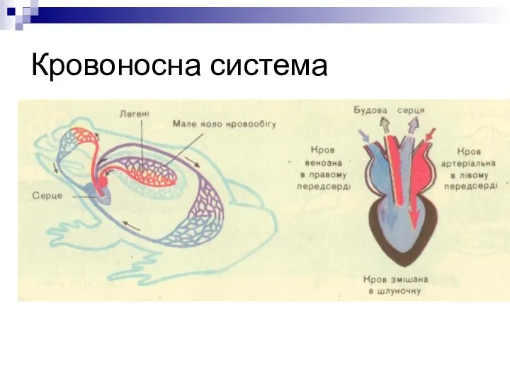 Кровоносна система