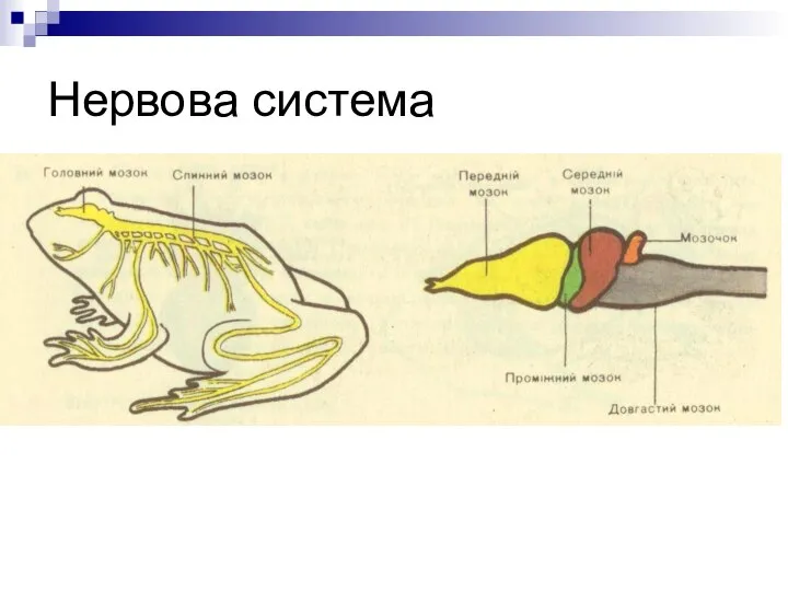 Нервова система