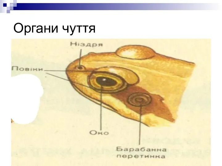 Органи чуття