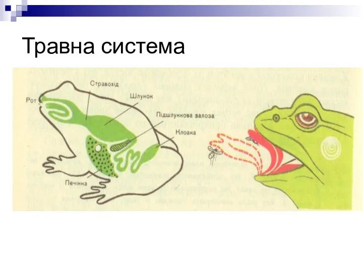 Травна система