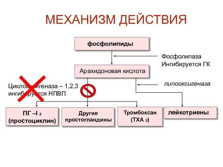 МЕХАНИЗМ ДЕЙСТВИЯ Арахидоновая кислота фосфолипиды Фосфолипаза Ингибируется ГК Циклооксигеназа – 1,2,3 ингибируется НПВП липооксигеназа