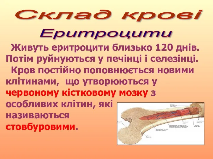 Склад крові Еритроцити Живуть еритроцити близько 120 днів. Потім руйнуються у