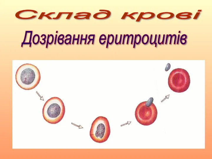 Склад крові Дозрівання еритроцитів
