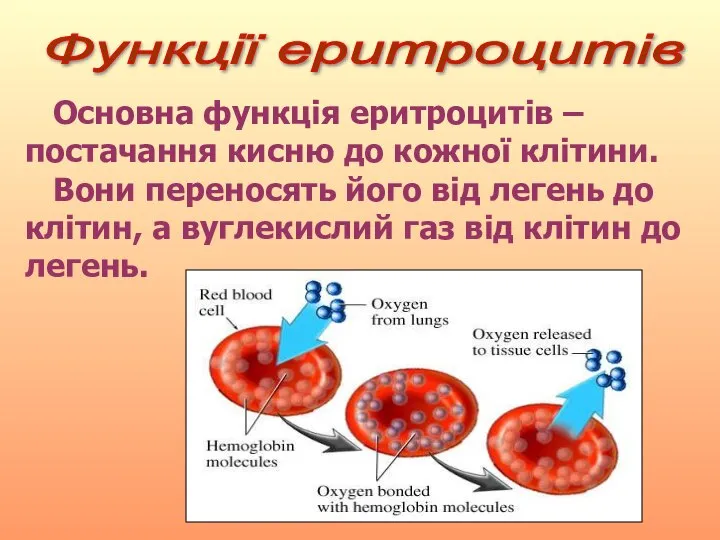 Функції еритроцитів Основна функція еритроцитів – постачання кисню до кожної клітини.