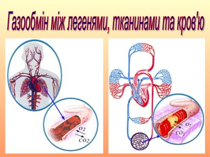 Газообмін між легенями, тканинами та кров'ю