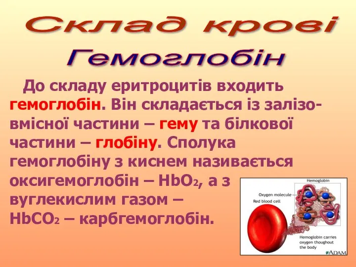 Склад крові Гемоглобін До складу еритроцитів входить гемоглобін. Він складається із