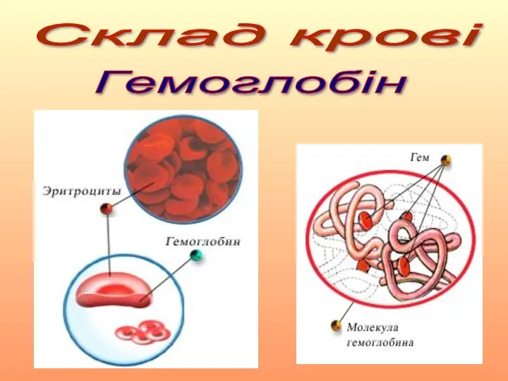 Склад крові Гемоглобін