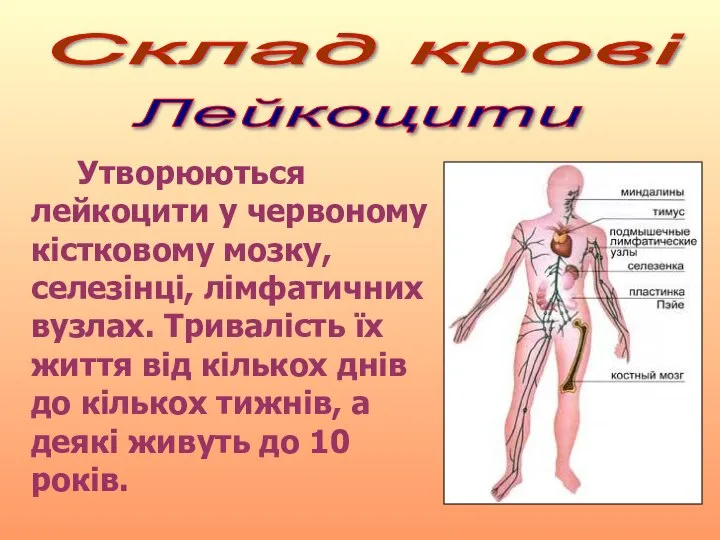 Склад крові Лейкоцити Утворюються лейкоцити у червоному кістковому мозку, селезінці, лімфатичних