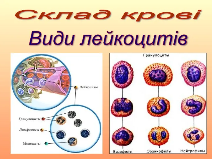 Склад крові Види лейкоцитів