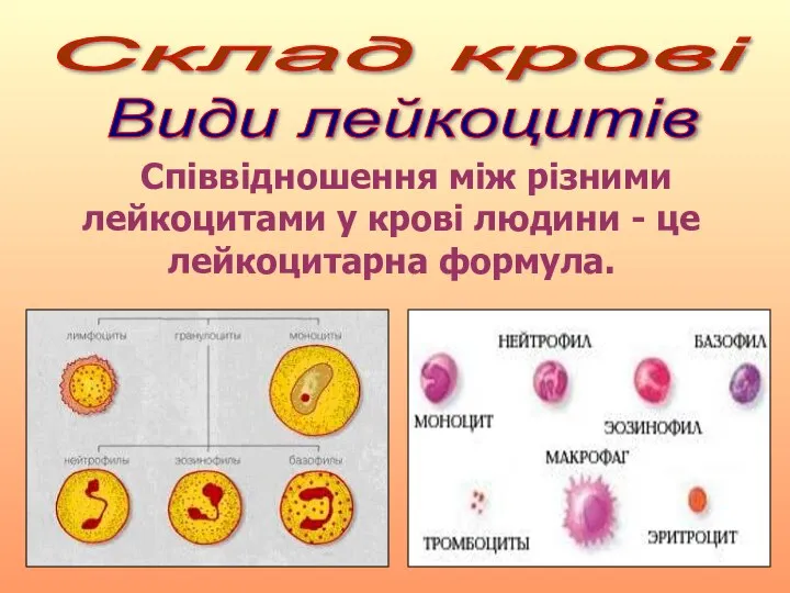 Співвідношення між різними лейкоцитами у крові людини - це лейкоцитарна формула. Склад крові Види лейкоцитів