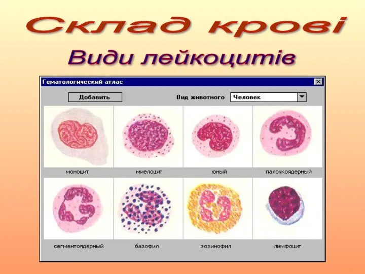 Склад крові Види лейкоцитів