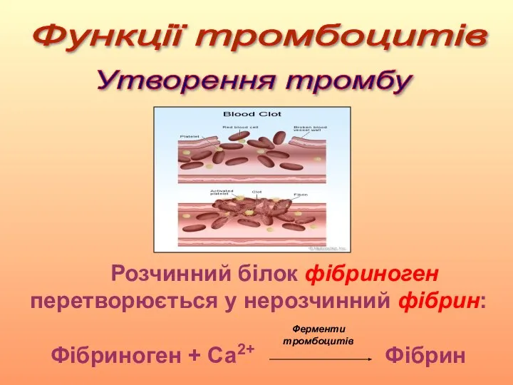 Розчинний білок фібриноген перетворюється у нерозчинний фібрин: Фібриноген + Са2+ Фібрин