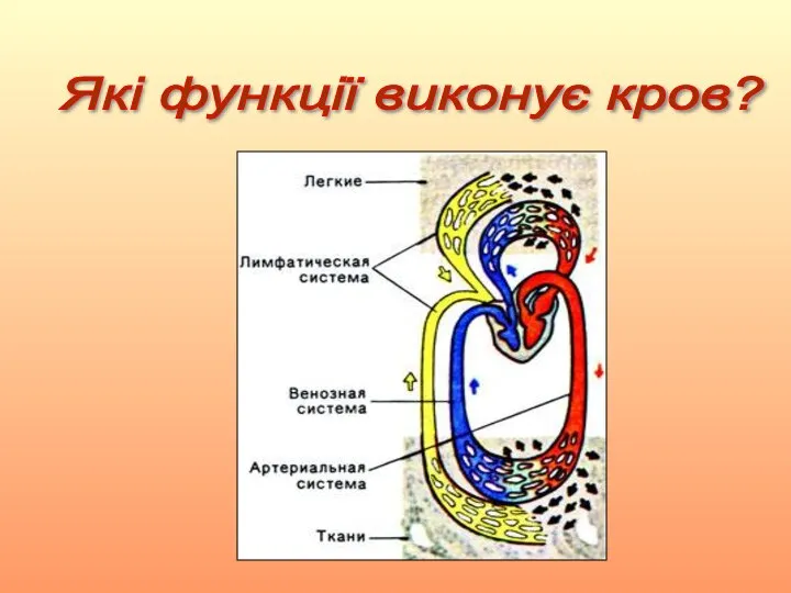 Які функції виконує кров?