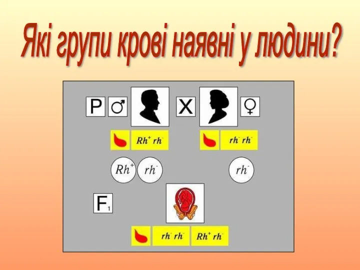 Які групи крові наявні у людини?