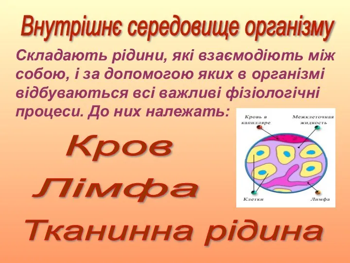 Внутрішнє середовище організму Лімфа Тканинна рідина Кров Складають рідини, які взаємодіють