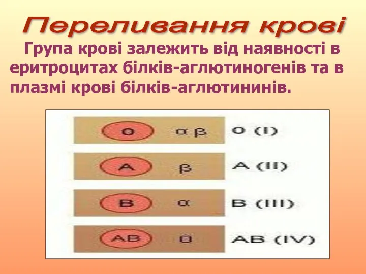 Переливання крові Група крові залежить від наявності в еритроцитах білків-аглютиногенів та в плазмі крові білків-аглютининів.