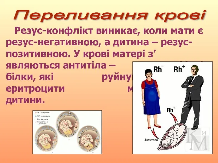 Переливання крові Резус-конфлікт виникає, коли мати є резус-негативною, а дитина –