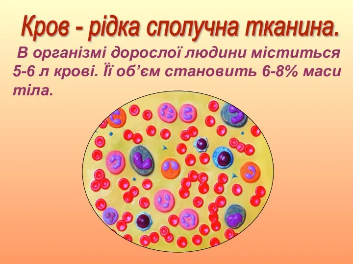 Кров - рідка сполучна тканина. В організмі дорослої людини міститься 5-6